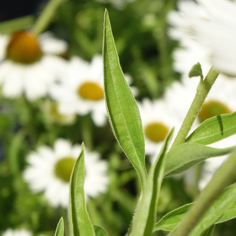 Echinacea purpurea White Meditation (Follaje)
