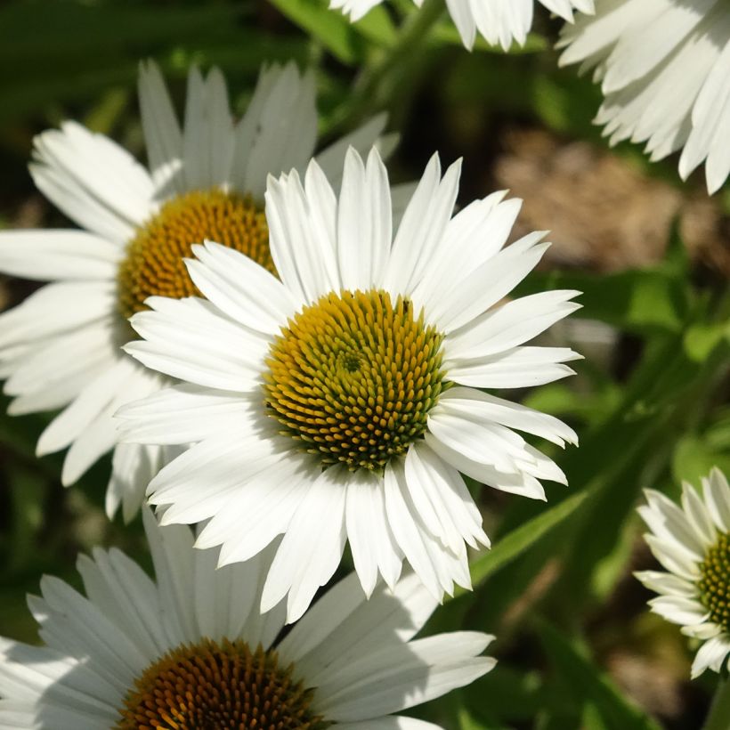 Echinacea purpurea White Meditation (Floración)