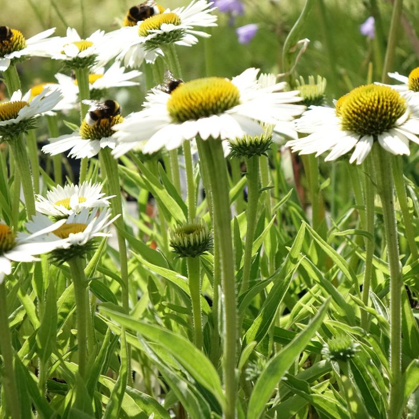 Echinacea purpurea White Meditation (Porte)