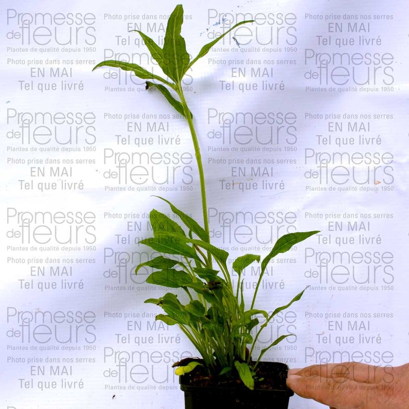 Ejemplo de ejemplar de Echinacea purpurea Coconut Lime Maceta de 8/9 cm tal y como se entrega