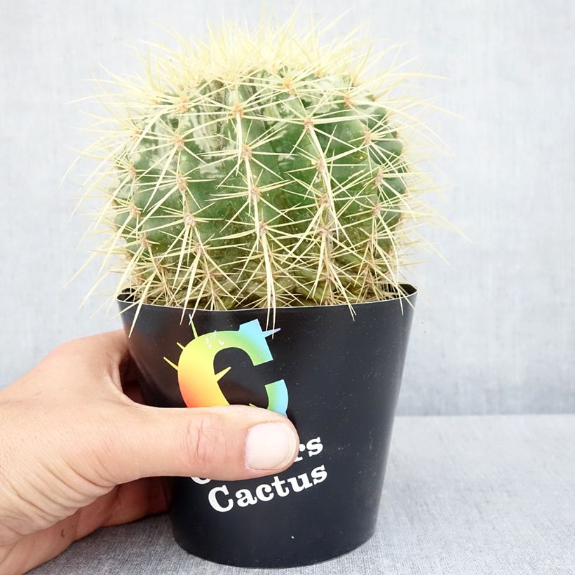 Echinocactus grusonii - Coussin de Belle-mère Maceta de 12 cm / 13 cm Ejemplar entregado en la primavera