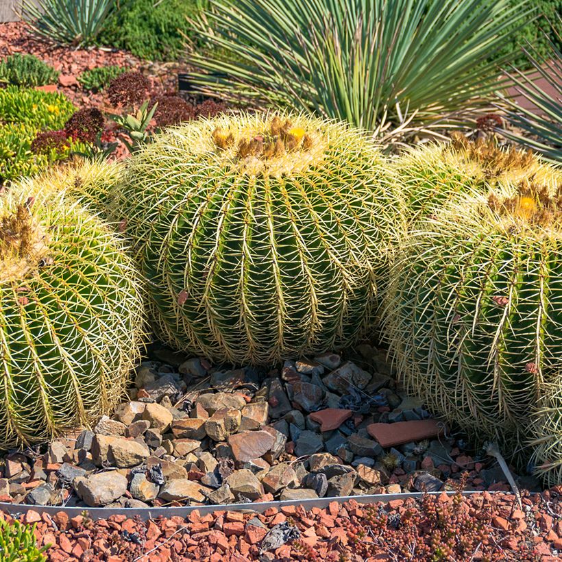 Asiento de la suegra - Echinocactus grusonii (Porte)