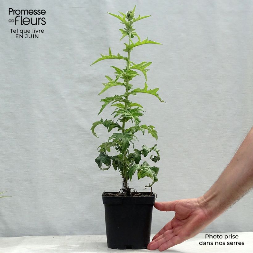 Ejemplar de Echinops ritro Veitch’s Blue - Cardo de erizo Maceta 2L/3L entregado en verano