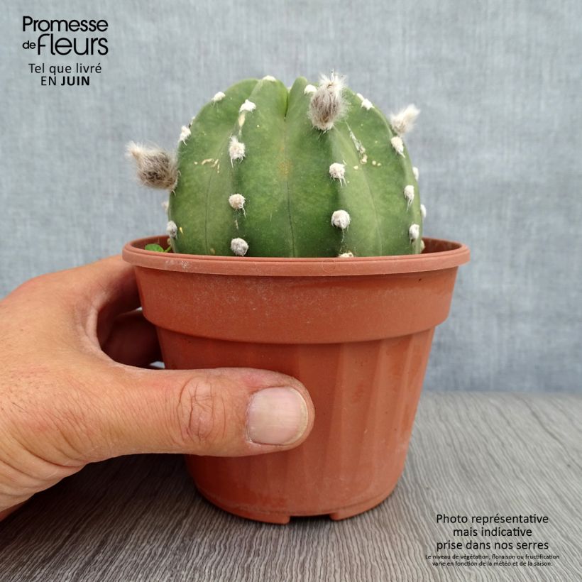 Ejemplar de Echinopsis subdenudata Pot de 13 cm entregado en verano