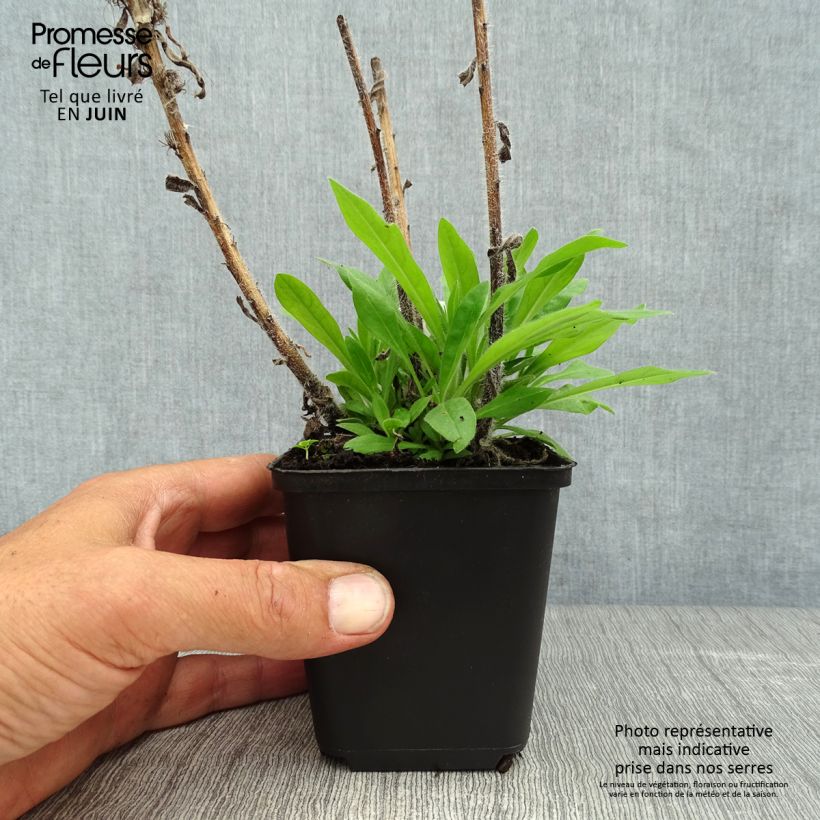 Ejemplar de Echium amoneum Red Fathers - Tajinaste Maceta de 8/9 cm entregado en verano