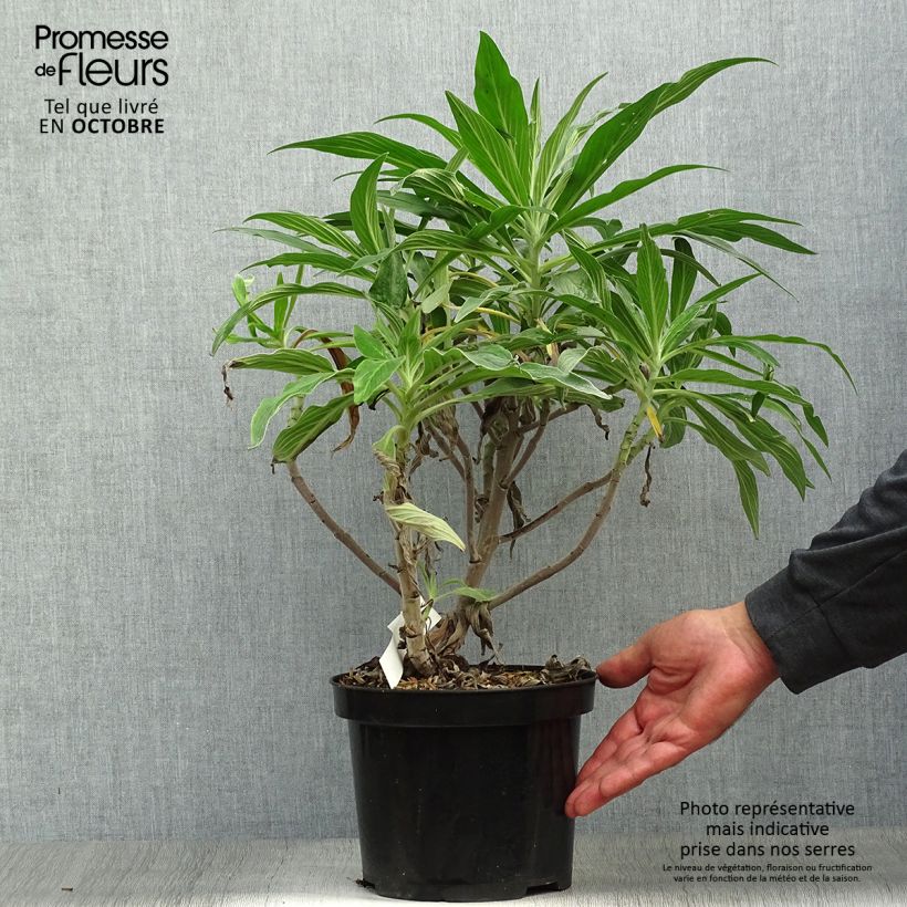 Ejemplar de Echium candicans - Tajinaste blanco Maceta 3L/4L entregado en otoño
