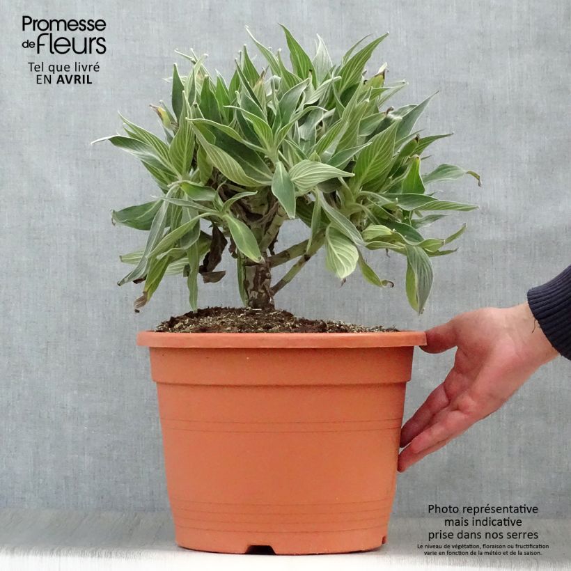 Echium candicans - Tajinaste blanco Maceta 7,5L/10LAltura de entrega aprox. 40/50cm Ejemplar entregado en la primavera