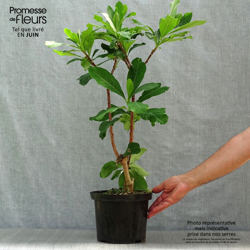 Ejemplar de Edgeworthia chrysantha Grandiflora - Arbusto del papel Maceta 4L/5L entregado en verano