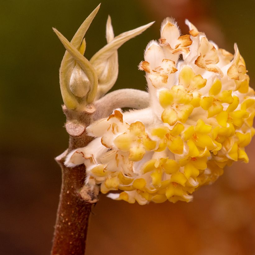Edgeworthia chrysantha Grandiflora - Arbusto del papel (Floración)