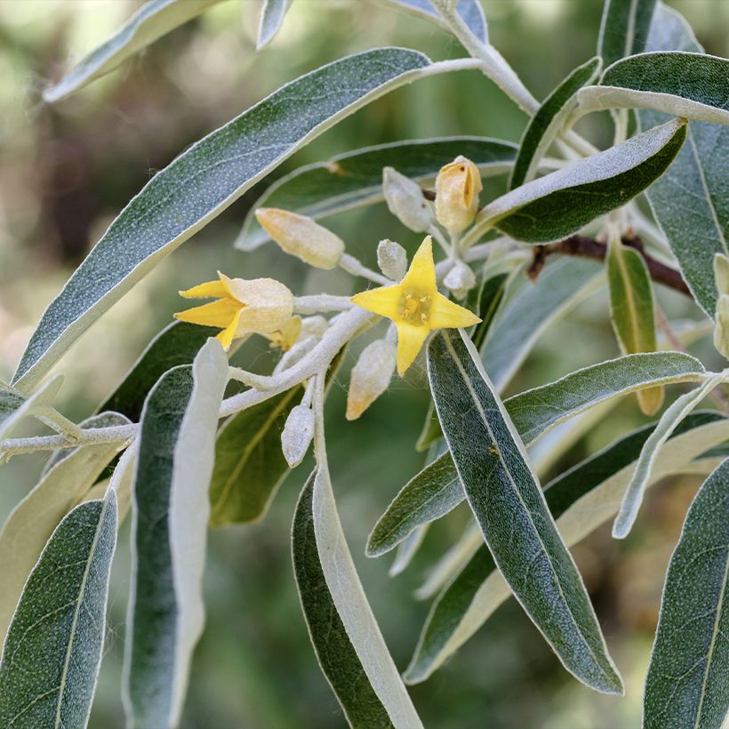 Elaeagnus angustifolia - Árbol del paraíso (Floración)