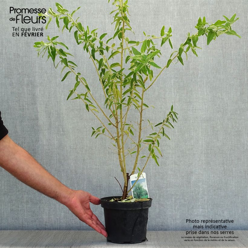 Ejemplar de Elaeagnus angustifolia - Árbol del paraíso Maceta 2L/3L entregado en otoño
