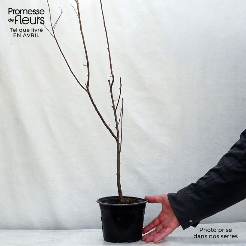 Elaeagnus angustifolia - Árbol del paraíso Maceta 2L/3LAltura de entrega aprox. 60/80cm Ejemplar entregado en la primavera
