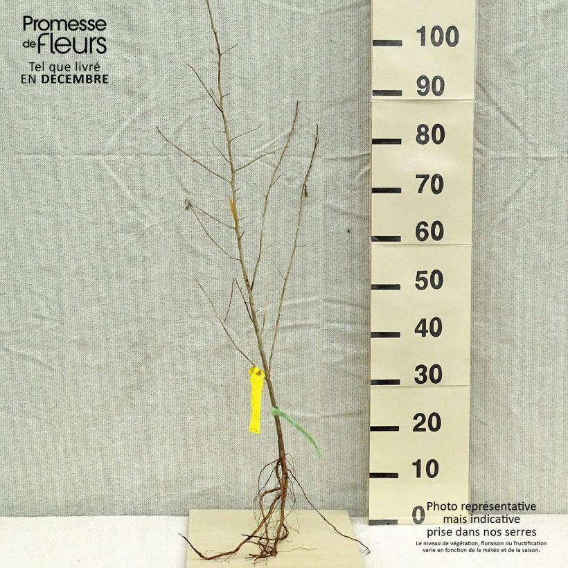 Elaeagnus angustifolia - Árbol del paraíso Raíces desnudasAltura de entrega aprox. 40/60cm Ejemplar entregado en invierno
