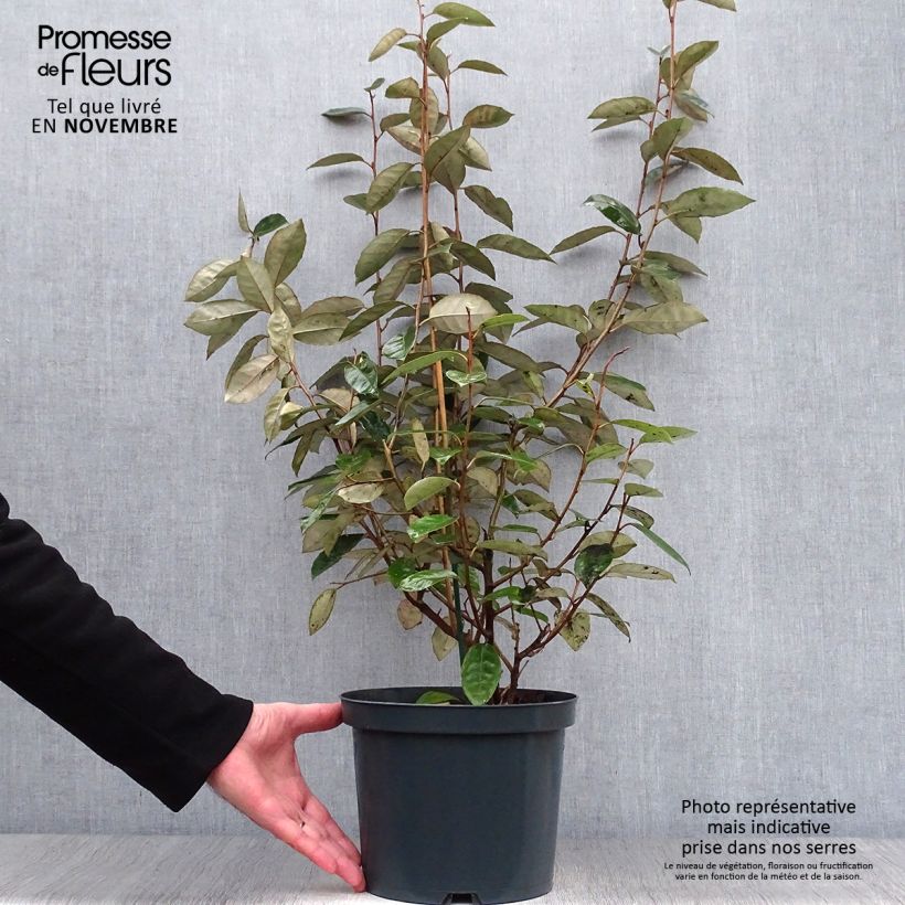 Ejemplar de Elaeagnus ebbingei Maceta 4L/5L entregado en otoño