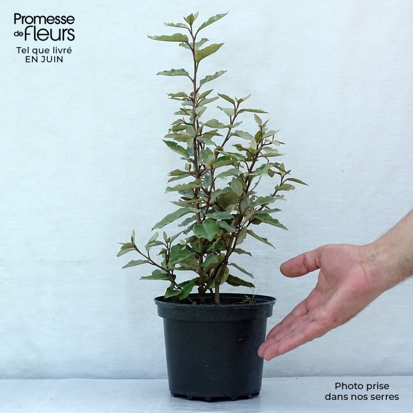 Ejemplar de Elaeagnus ebbingei Compacta - Chalef en pot de 2/3L entregado en verano
