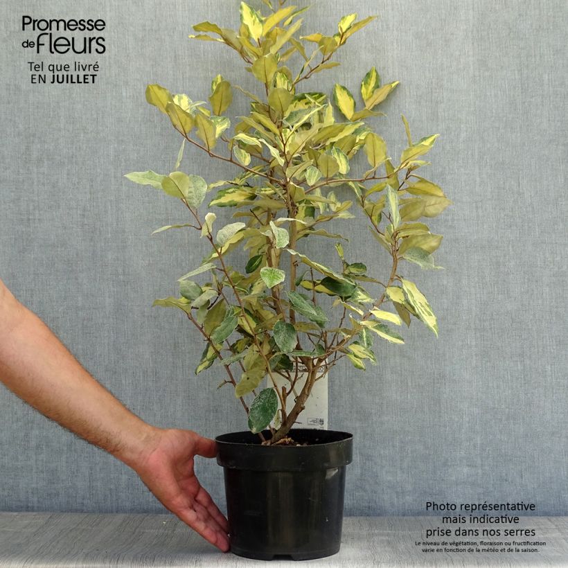 Ejemplar de Elaeagnus ebbingei Eleador Maceta 3L/4L entregado en verano
