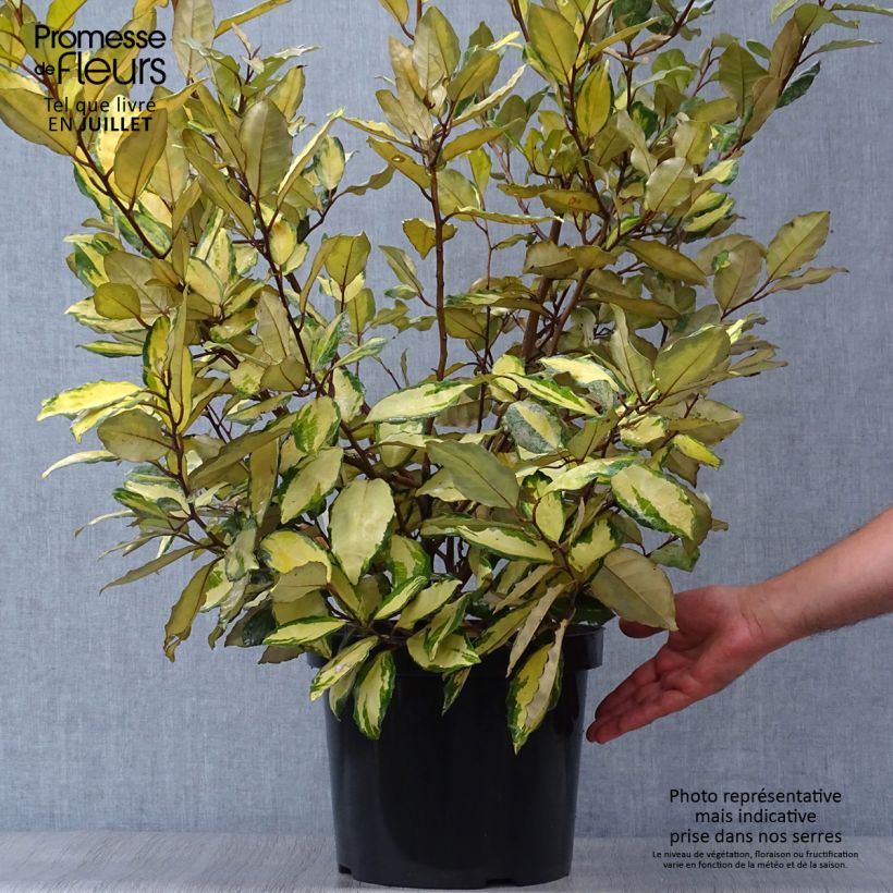 Ejemplar de Elaeagnus ebbingei Eleador Maceta 7,5L/10L entregado en verano