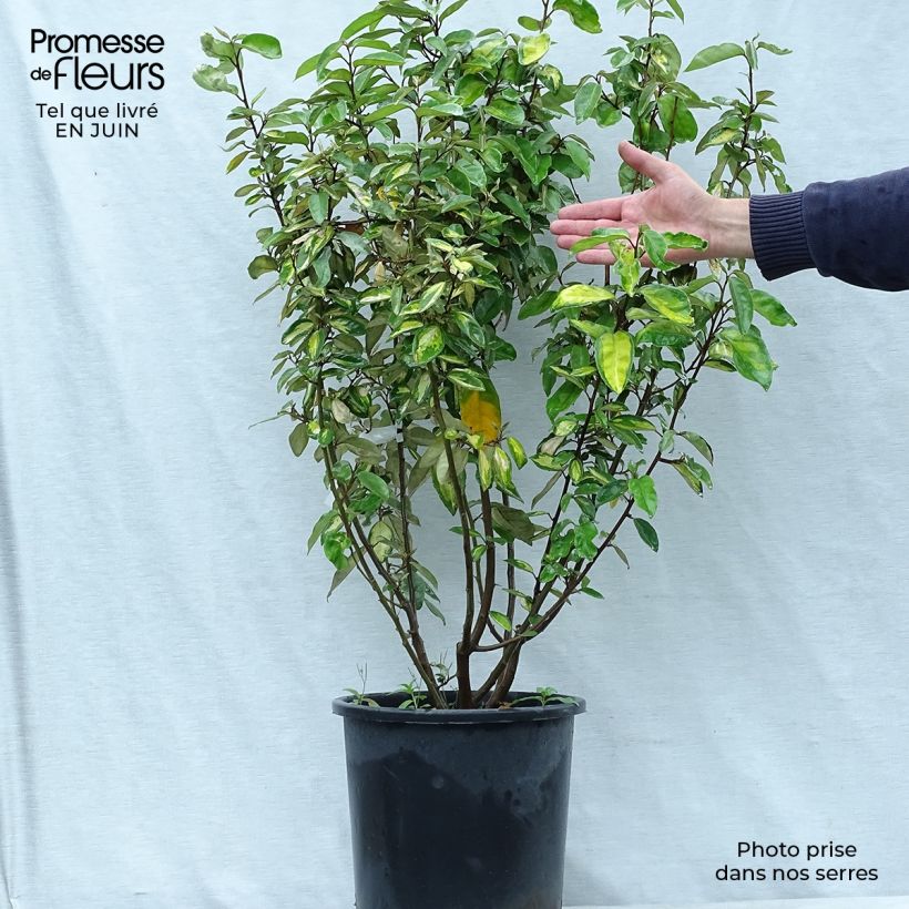 Ejemplar de Elaeagnus ebbingei Limelight - Chalef de Ebbing Pot de 7,5L/10L entregado en verano