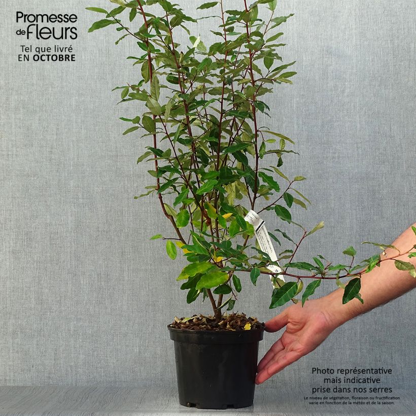 Ejemplar de Eleagno gris - Elaeagnus multiflora Maceta 2L/3L entregado en otoño