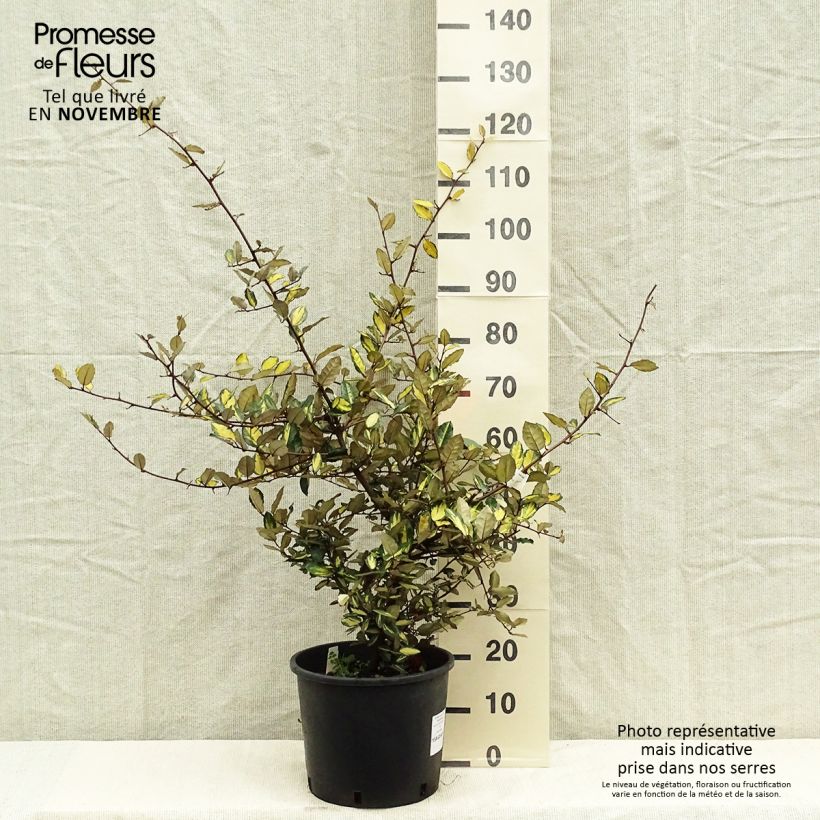 Ejemplar de Elaeagnus pungens Maculata Maceta 12L/15L entregado en otoño