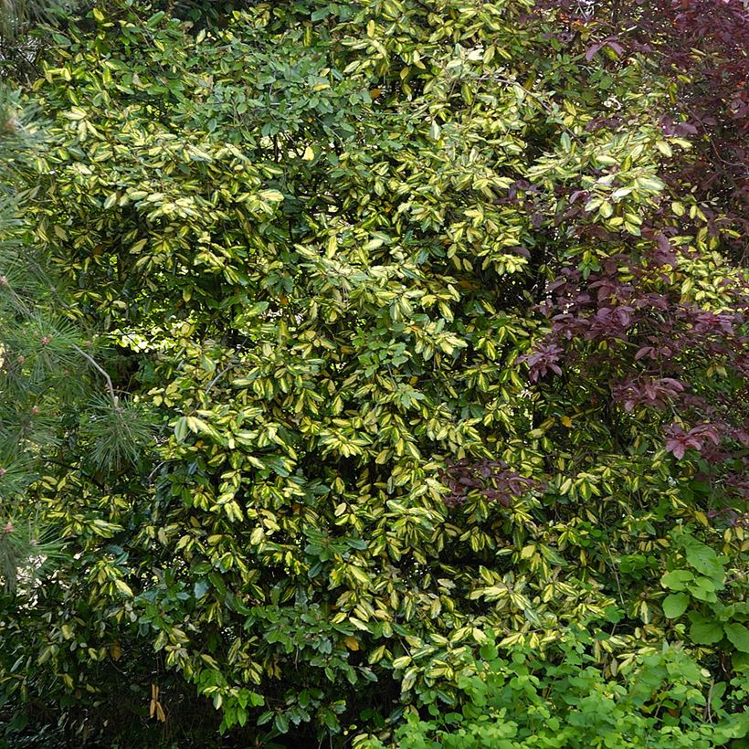 Elaeagnus pungens Maculata (Porte)