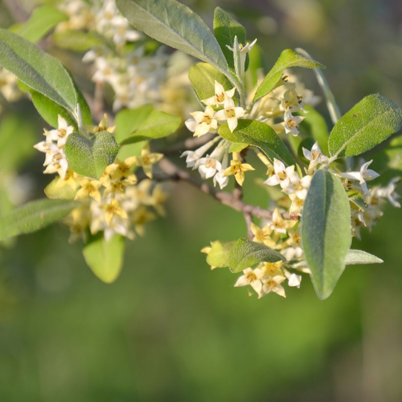Arándano japonés Pointilla Amoroso - Elaeagnus umbellata (Floración)