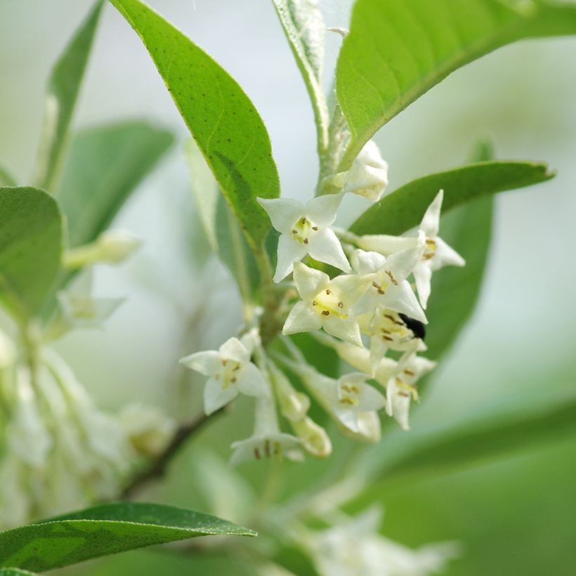 Arándano japonés - Elaeagnus umbellata (Floración)