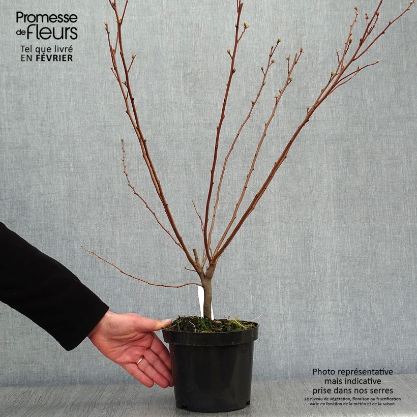 Arándano japonés - Elaeagnus umbellata Maceta 7,5L/10L Ejemplar entregado en invierno