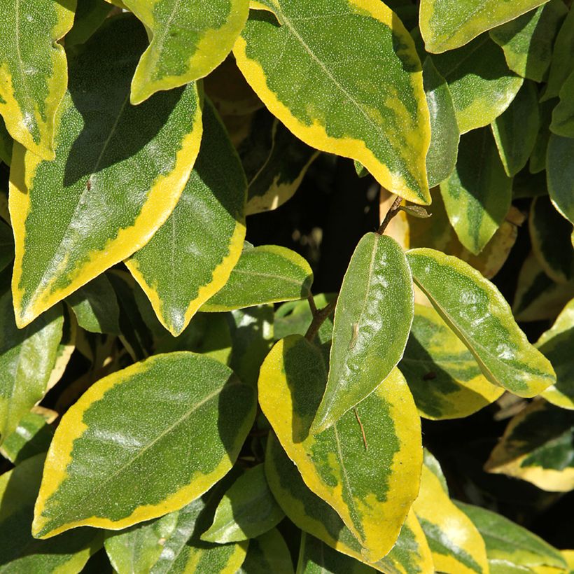 Elaeagnus ebbingei Viveleg (Follaje)