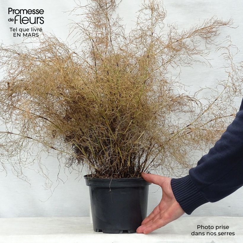 Elegia capensis - Prêle restio - Pot de 2L/3L Ejemplar entregado en la primavera