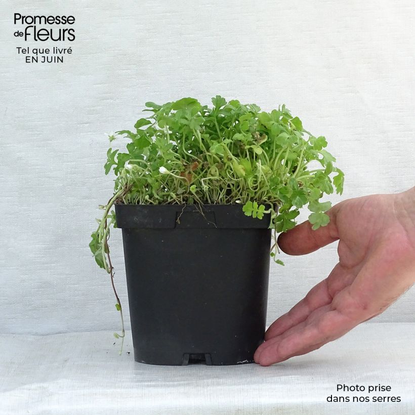 Ejemplar de Ellisiophyllum pinnatum Maceta de 8/9 cm entregado en verano