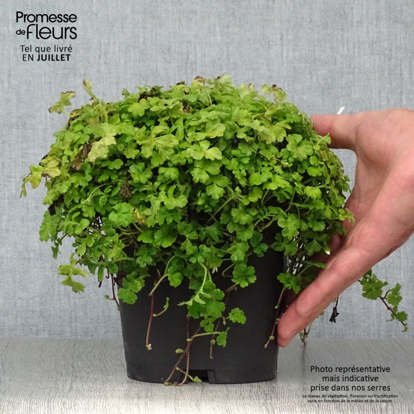 Ejemplar de Ellisiophyllum pinnatum Maceta 2L/3L entregado en verano