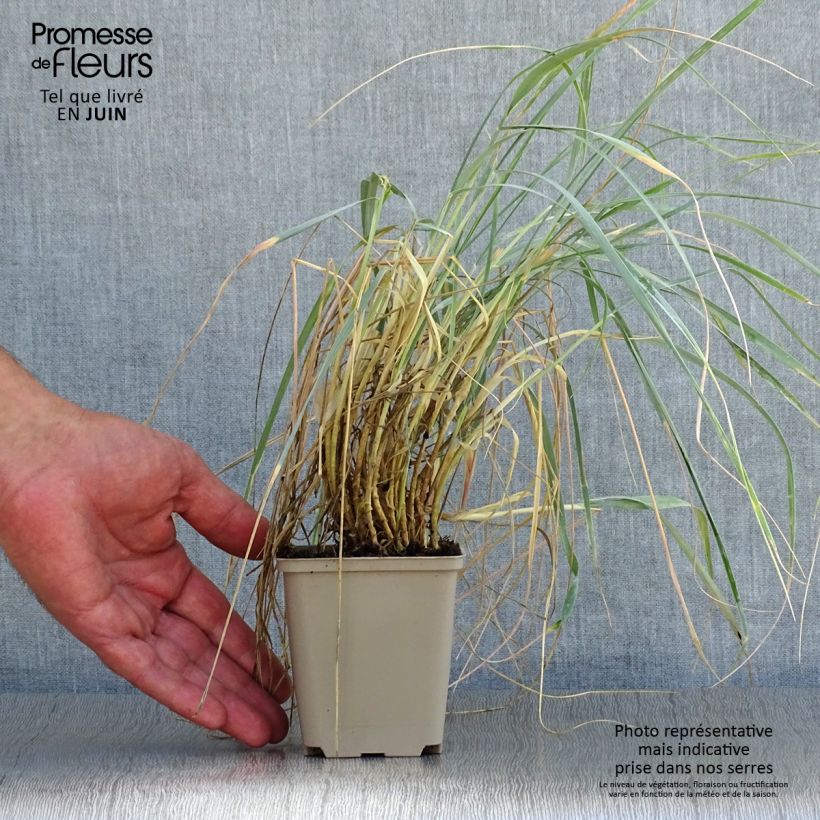Ejemplar de Elymus magellanicus - Agropyron en godet de 9 cm entregado en verano