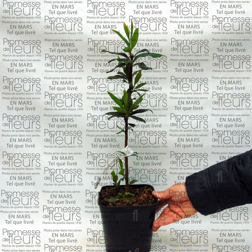 Ejemplo de ejemplar de Embothrium coccineum var. lanceolatum Maceta 2L/3LAltura de entrega aprox. 30/40cm tal y como se entrega