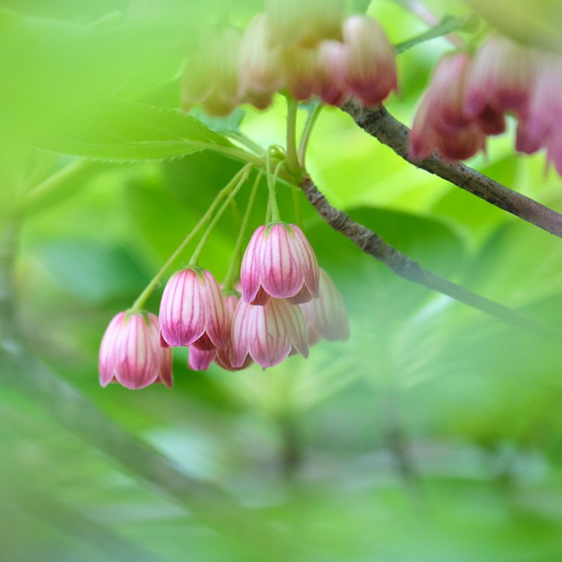 Enkianthus campanulatus Red Bells (Floración)