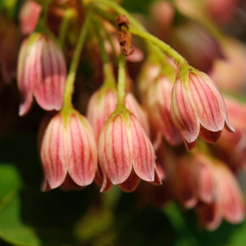 Enkianthus campanulatus var. palibinii (Floración)