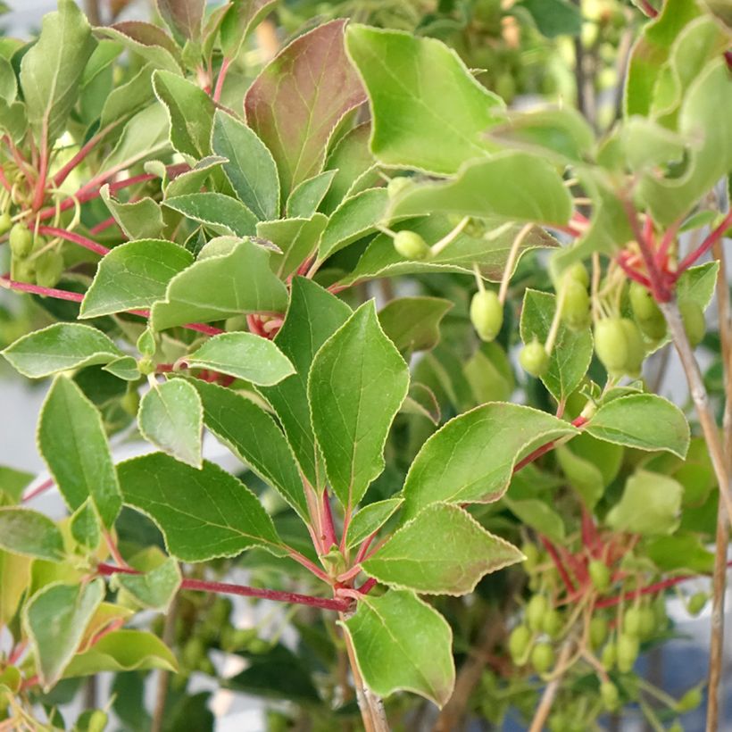 Enkianthus campanulatus Prettycoat (Follaje)