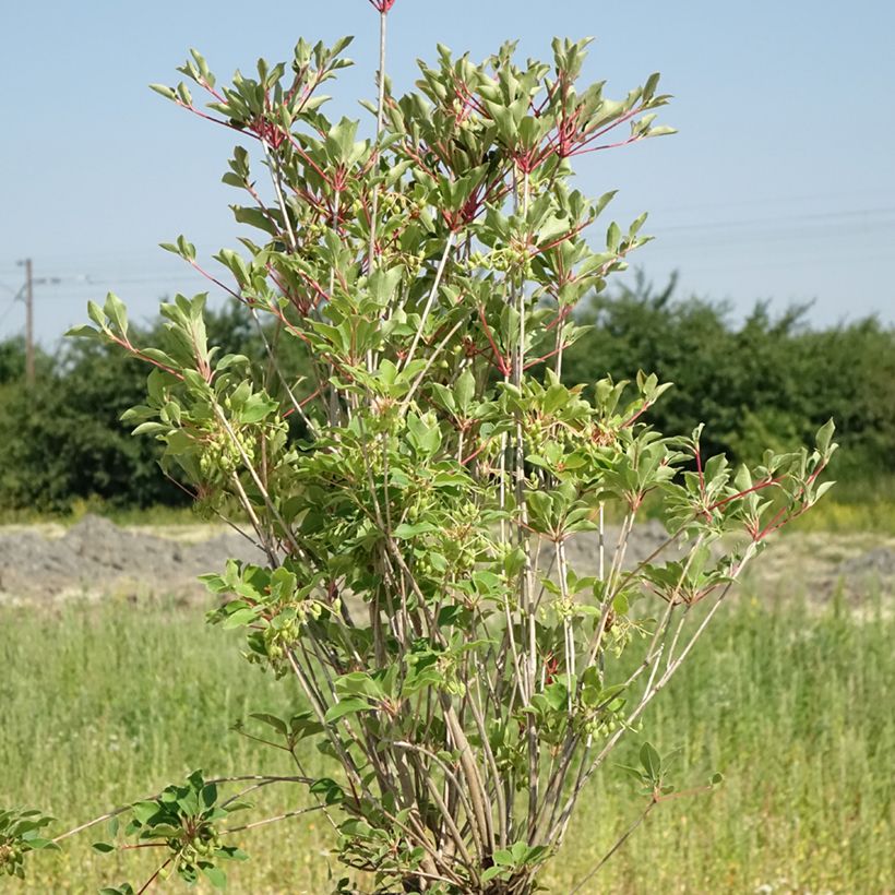 Enkianthus campanulatus Prettycoat (Porte)