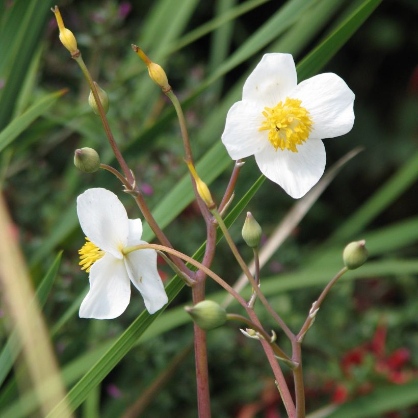 Eomecon chionantha (Floración)