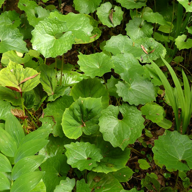 Eomecon chionantha (Follaje)