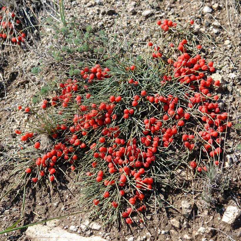 Ephedra minima (Porte)