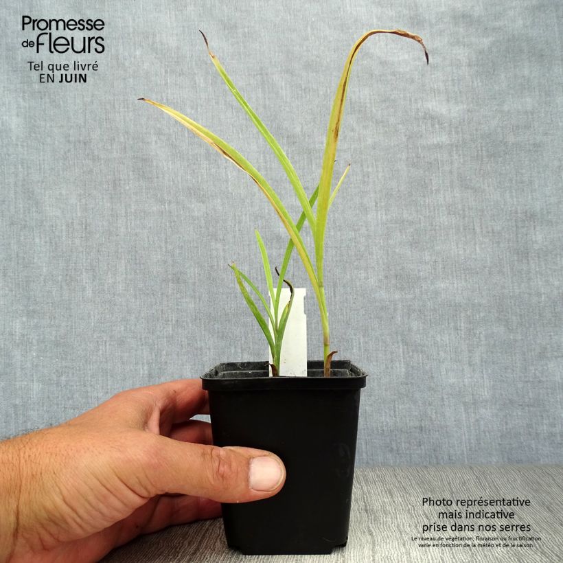 Ejemplar de Tradescantia andersoniana Little Doll Maceta de 8/9 cm entregado en verano