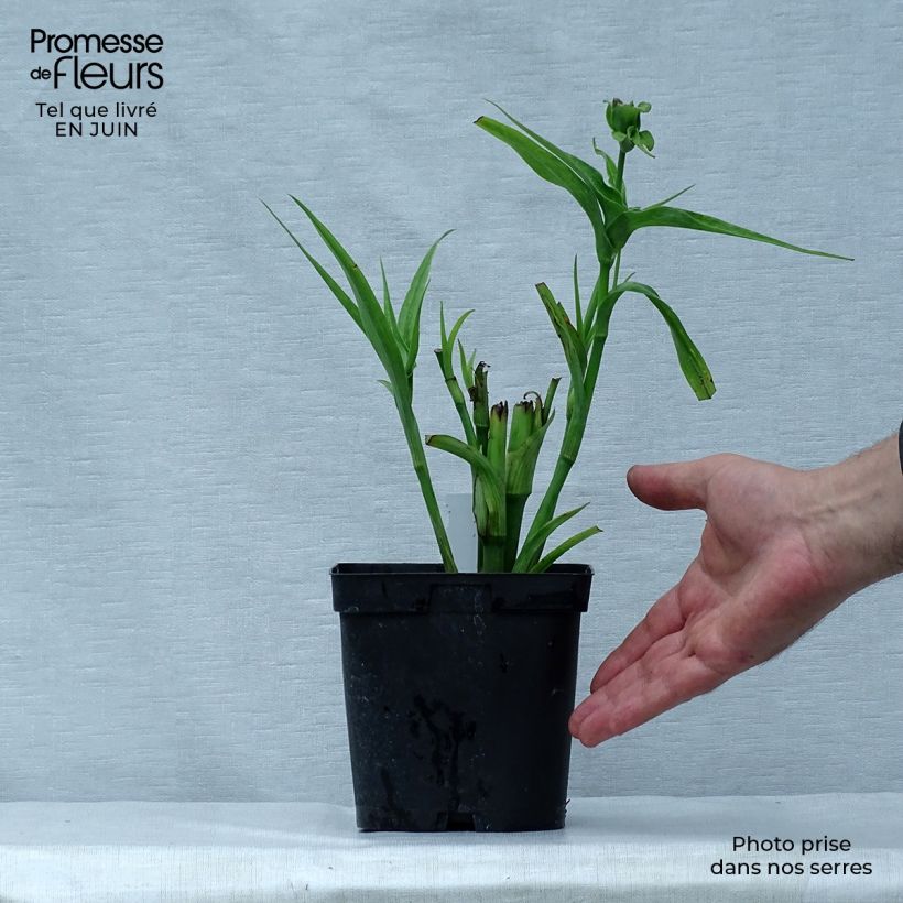 Ejemplar de Tradescantia andersoniana Osprey Maceta 2L/3L entregado en verano