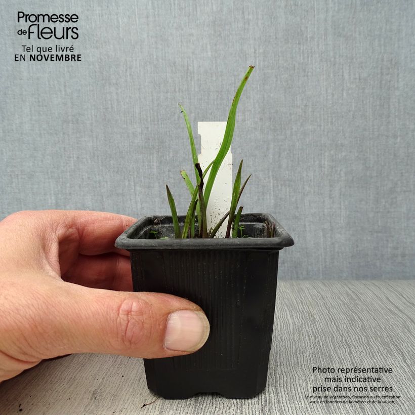 Ejemplar de Tradescantia andersoniana Sweet Kate Maceta de 8/9 cm entregado en otoño
