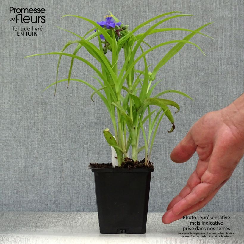 Ejemplar de Tradescantia andersoniana Sweet Kate Maceta de 8/9 cm entregado en verano