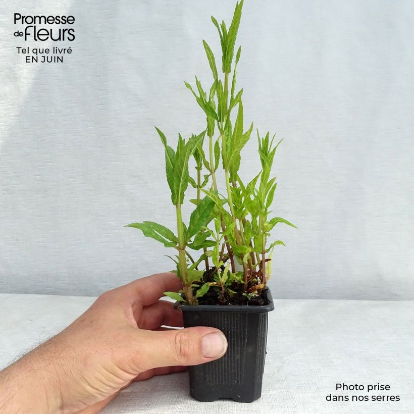Ejemplar de Stachys palustris Maceta de 8/9 cm entregado en verano