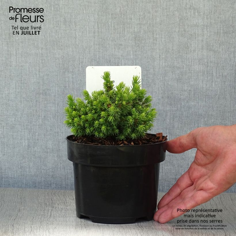 Ejemplar de Picea abies Jalako Gold - Pícea común Maceta 2L/3LAltura de entrega aprox. 15/25cm entregado en verano