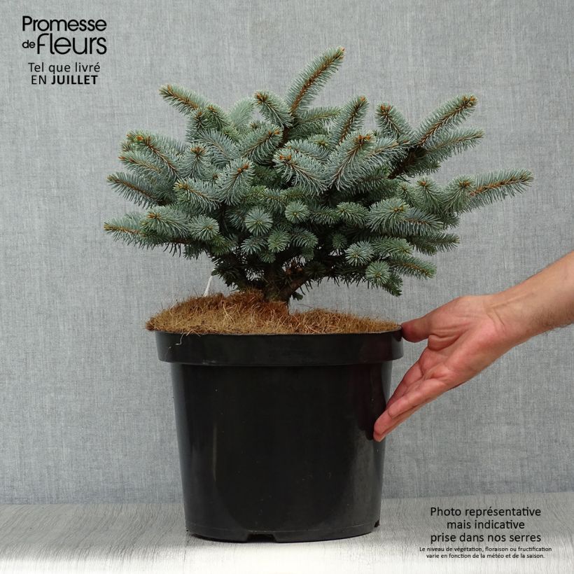Ejemplar de Picea pungens Glauca Globosa - Pícea de Colorado Maceta 4L/5LAltura de entrega aprox. 20/30cm entregado en verano