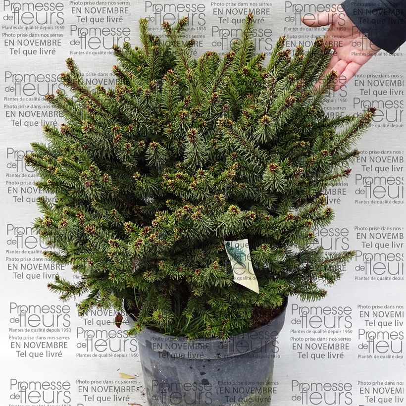 Ejemplo de ejemplar de Picea abies Hana Subutus - Pícea común Maceta 7,5L/10L tal y como se entrega