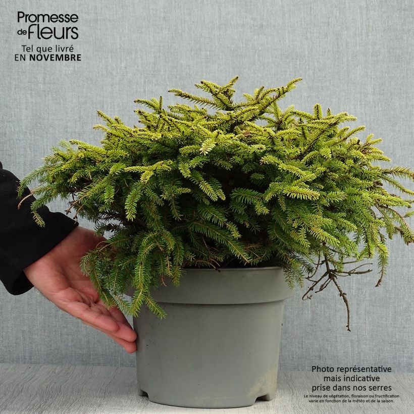 Ejemplar de Picea abies Nidiformis - Pícea común Maceta 2L/3L entregado en otoño